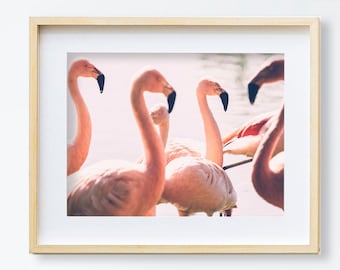 Flamingo Photography | Pink Flamingo Photo Print | Animal Wall Art | Printable Wall Art | Flamingo Wall Decor | Pink Art Print