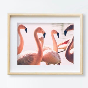 Flamingo Photography | Pink Flamingo Photo Print | Animal Wall Art | Printable Wall Art | Flamingo Wall Decor | Pink Art Print