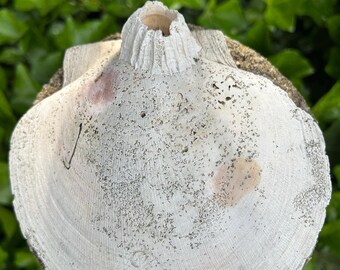 Atlantic Deep-Sea Scallop Shell with Barnacle, 6+ Inches #6