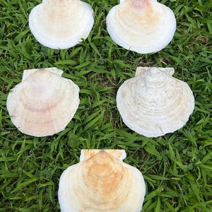 May include: Five natural scallop shells arranged in a group. Each shell features a fan-shaped design with a ribbed texture and a color palette ranging from off-white and cream to soft shades of tan and light pink near the hinge area.