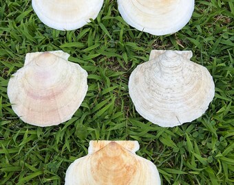 5 Large Atlantic Scallop Shells. (B5) Classic broad fan shape with rounded edges and visible growth rings.
