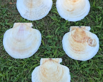 5 Large Atlantic Scallop Shells, (A5). Classic broad fan shape with rounded edges and visible growth rings.