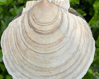 Scallop Shell is fan-shaped or broadly triangular, characteristic of a classic scallop or clam shell. #5