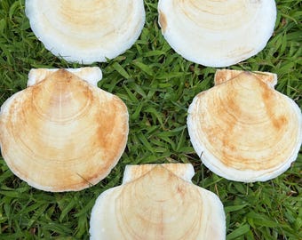 5 Large Atlantic Scallop Shells, (D5). Classic broad fan shape with gently rounded edges and visible growth rings.