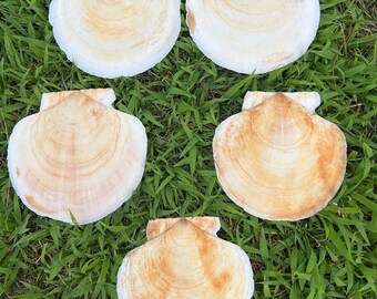 5 Large Atlantic Scallop Shells, (C5). Classic broad fan shape with gently rounded edges and visible growth rings.