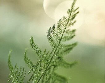 Nature Photography Print, Fern Fine Art Print, Woodland Wall Art Print, Bathroom Wall Art