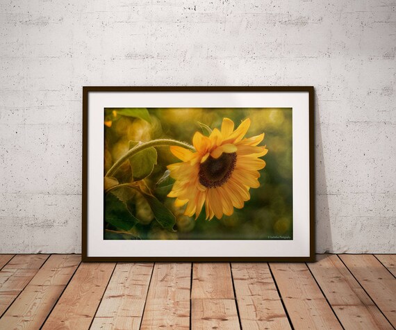 Sunflower Photography Summer Home Decor Country Wall Art | Etsy
