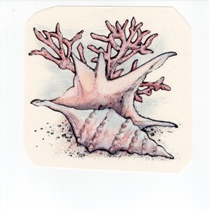 Könnte beinhalten: Detaillierte Illustration einer Muschel, eines Seesterns und Korallen. Die Muschel ist hellrosa mit einer strukturierten Oberfläche. Der Seestern hat eine ähnliche rosa Farbe und befindet sich über der Muschel. Korallenäste befinden sich hinter dem Seestern.
