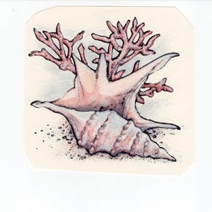 Könnte beinhalten: Detaillierte Illustration einer Muschel, eines Seesterns und Korallen. Die Muschel ist hellrosa mit strukturierter Oberfläche. Der Seestern hat eine ähnliche Farbe und Form. Die Koralle ist rotbraun. Das Bild befindet sich auf einem cremefarbenen Hintergrund.