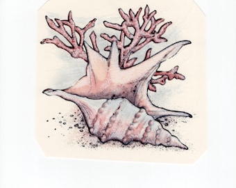 SEALIFE SHELLS rosa und blaue Bilder sind Vintage Retro Waterslide Keramiktransfers oder Abziehbilder. 27tlg