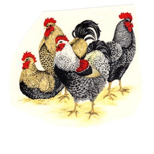Puede incluir: Ilustración de cuatro gallos con plumaje detallado. Los gallos presentan una variedad de colores, incluyendo negro, blanco, rojo y marrón. Los gallos están sobre una superficie de color amarillo claro, con fondo blanco.
