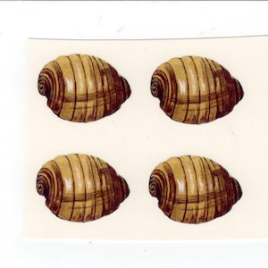 Könnte beinhalten: Vier Illustrationen von Muscheln. Jede Muschel hat eine hellbraune Farbe mit dunkelbraunen Streifen und einem Spiralmuster. Die Muscheln sind auf einem weißen Hintergrund angeordnet.