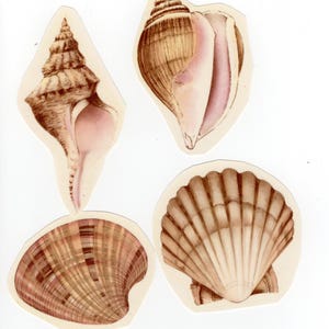 Puede incluir: Una colección de cuatro conchas marinas distintas que incluye dos conchas espirales alargadas con interiores rosados y dos conchas bivalvas redondeadas. Las conchas muestran intrincados patrones marrones y bronceados, crestas detalladas y texturas.