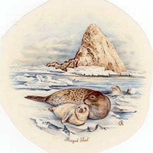 Decalcomanie per ceramica SEALIFE con anelli decorativi - Vintage, Retro, Trasferibili ad acqua per smalto cotto (14 pezzi)