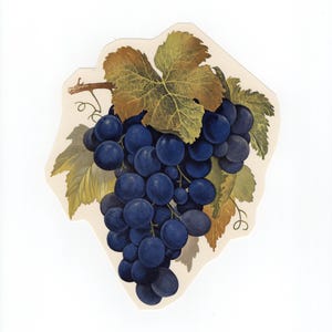 May include: A detailed illustration of a cluster of dark blue grapes with green and brown leaves. The grapes are round and closely packed together, with a few leaves visible. The background is a light beige color.