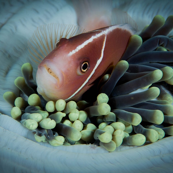 Pink Anemonefish (Amphiprion perideraion)