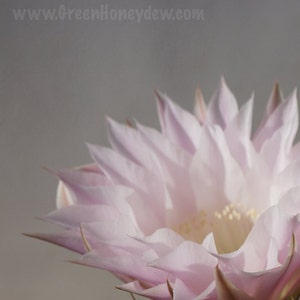 Pink Flower Print - Soft Pink Cactus Flower Photography