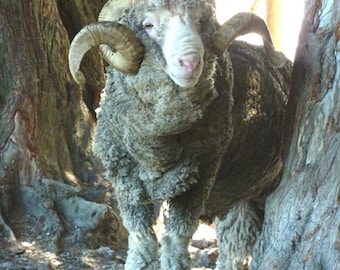 Merino Animal Print - Beautiful New Zealand Photography from Walter Peak