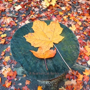 Canada Photography - Maple Leaf - Toronto - Autumn Wall Decor - Canadian Fine Art Print