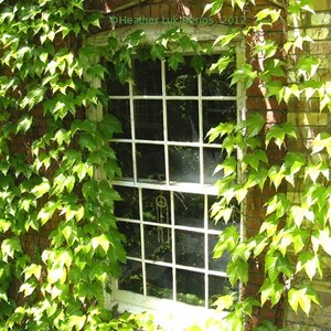 Kanada Photography-Ivy pokryte okno-Toronto-architektura Decor Wall-kanadyjska Fine Art Print