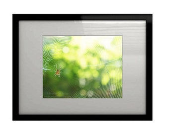 Spider Web Photography - Wall Decor - Insect Garden Art Print