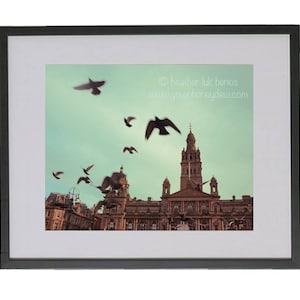Birds in Flight Photography - Wildlife - Fine Art Photography - George Square Glasgow Scotland