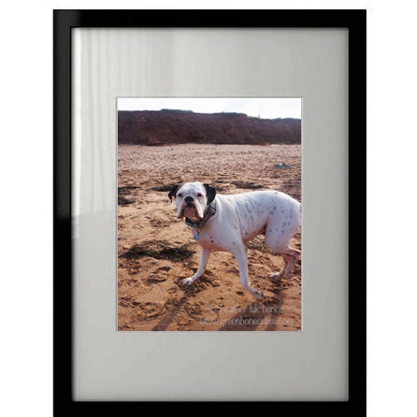 Dog Photography Print -  White Pitbull Bulldog Beach Photography