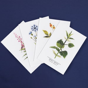 Pack botanique | Ortie, Épinée, Bleuet, Rose chien, botanique, bois, britannique, faune