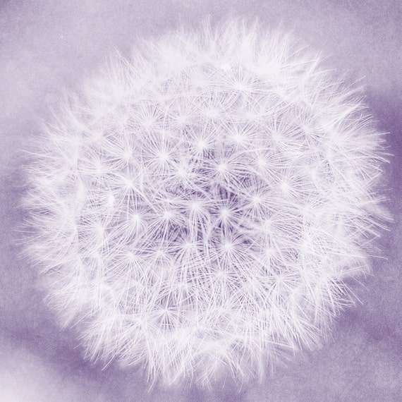 Purple And White Dandelion Print Whimsical Purple And White Dandelion Print, What Decor Does Dandelion Want
