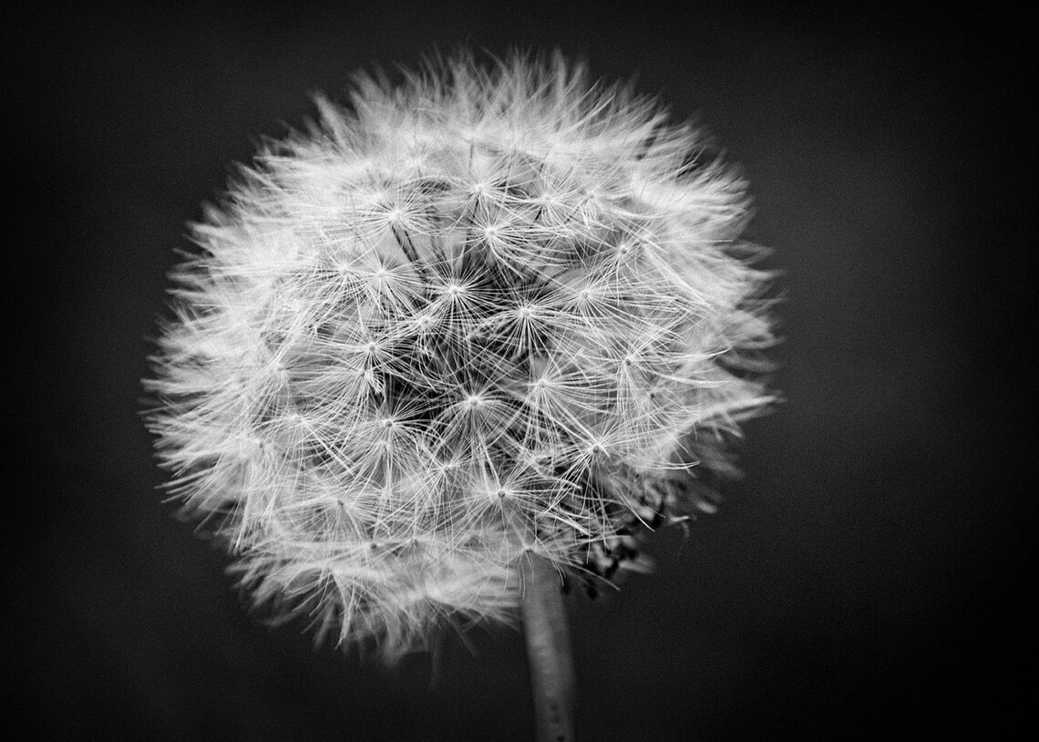 Portrait of a Dandelion Black and White Fine Art Print 5x7 Etsy