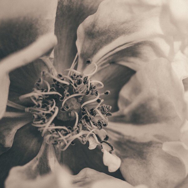 Vintage Toned Blushing Close-Up I Praire Rose Photography I Flower Photography