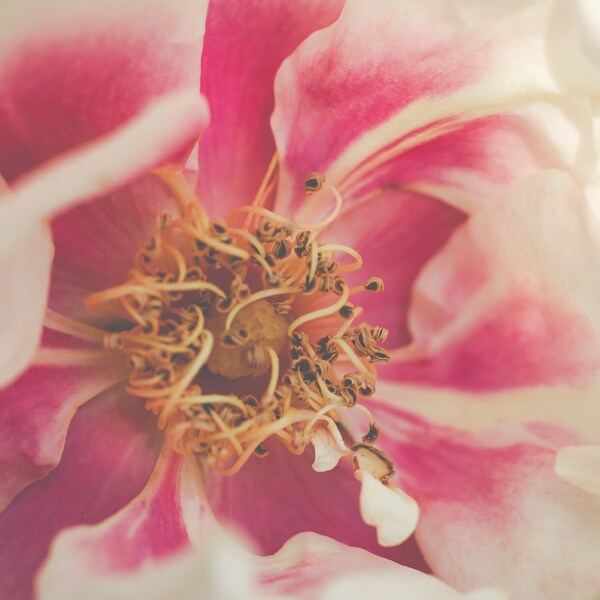 Blushing Close-Up I Prairie Rose Photography I Flower Photography