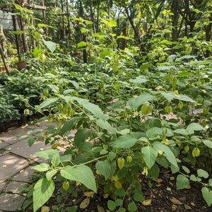 May include: A vibrant green plant with many leaves and small, lantern-shaped fruits. The plant is in a garden, with a stone path in the foreground. The leaves are a bright green, and the fruits are a lighter green colour.