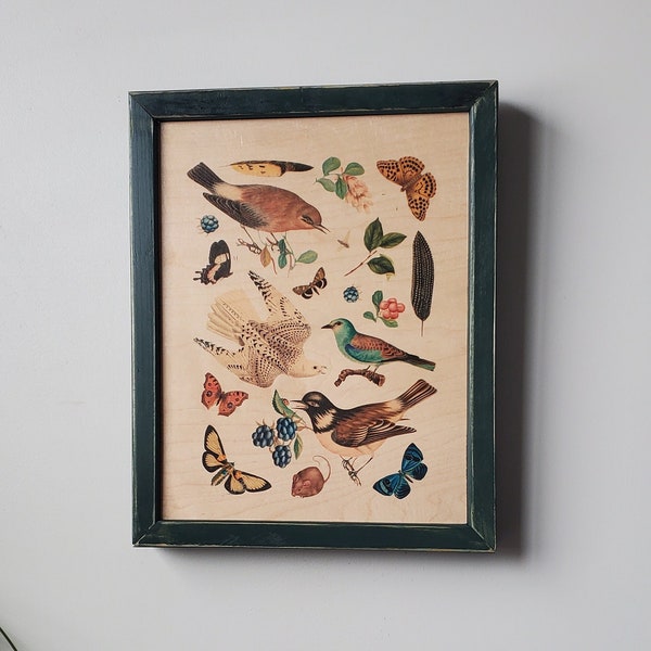 Vintage naturalist style framed art, reclaimed wood wall art, woodland nursery bird painting, entomology, botany botanical print, butterfly