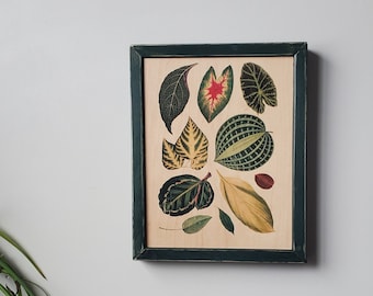 Botanical wall art, vintage naturalist framed art print, botany illustration, reclaimed wood wall art, leaf and plant decor, farmhouse decor