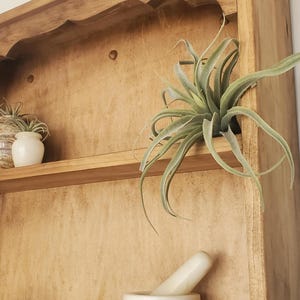 Puede incluir: Gabinete de madera con una parte superior festoneada, con un estante con un mortero y una maja blancos, una peque&ntilde;a planta en maceta y una planta a&eacute;rea. El gabinete tiene un acabado de madera natural e incluye una fila de clavijas.