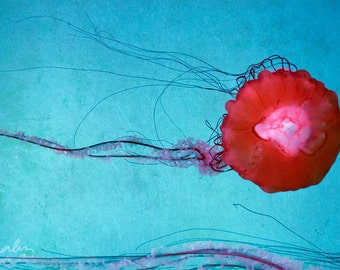 8x12 Print, Fine Art Photography, Jellyfish, Blue, Red, Turquoise, Wall Art, Deep Sea