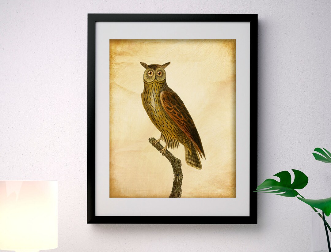 Vintage Owl Print, Vintage Illustration, Vintage Bird Print, Wall Art, Vintage Wall Art, Long