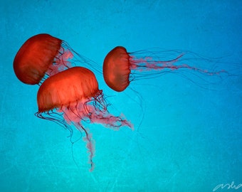 8x12 Print, Fine Art Photography, Jellyfish, Blue, Red, Orange,Turquoise, Wall Art, Deep Sea