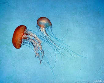 8x12 Print, Fine Art Photography, Jellyfish, Blue, Orange, Turquoise, Wall Art, Deep Sea