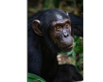 Chimpanzee Headshot Art Print: Uganda Wildlife Photography