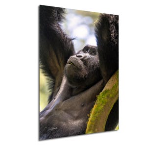 May include: A large, black gorilla hangs from a tree branch, looking up with its mouth slightly open. The gorilla's fur is thick and dark, and its eyes are brown. The background is a blurred green and brown.