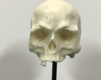 1/6th scale BONE just a few teeth resin human skull!