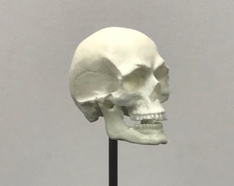 1/7th scale BONE colored skull with a moveable jaw! This skull is perfect for 10 inch figures.