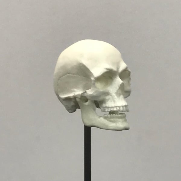 1/7th scale BONE colored skull with a moveable jaw! This skull is perfect for 10 inch figures.