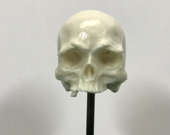 1/7th scale BONE just a few teeth resin skull perfect for 10 inch figures.