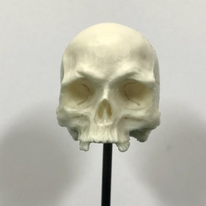 May include: A white plastic human skull model with detailed features, including eye sockets, a nose, and teeth. The skull is mounted on a black stand.