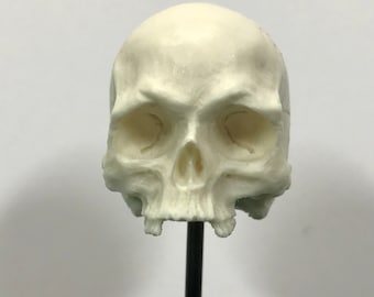 1/6th scale BONE missing middle teeth resin human skull!