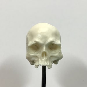 Op de afbeelding: Een wit plastic model van een menselijke schedel met gedetailleerde kenmerken, waaronder oogkassen, een neus en tanden. De schedel is gemonteerd op een zwarte standaard.