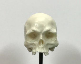 1/7th scale BONE missing middle teeth resin skull perfect for 10 inch figures.